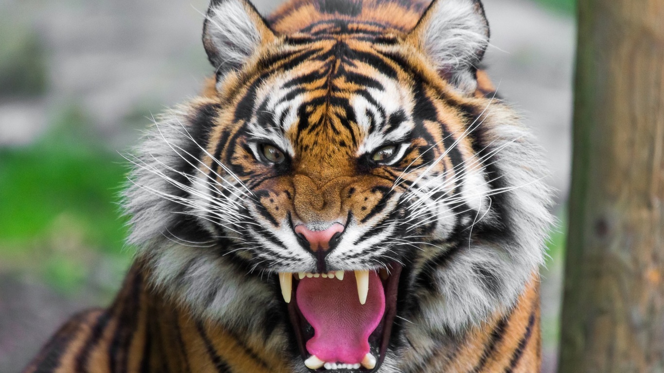 Sfondi Angry Tiger 1366x768