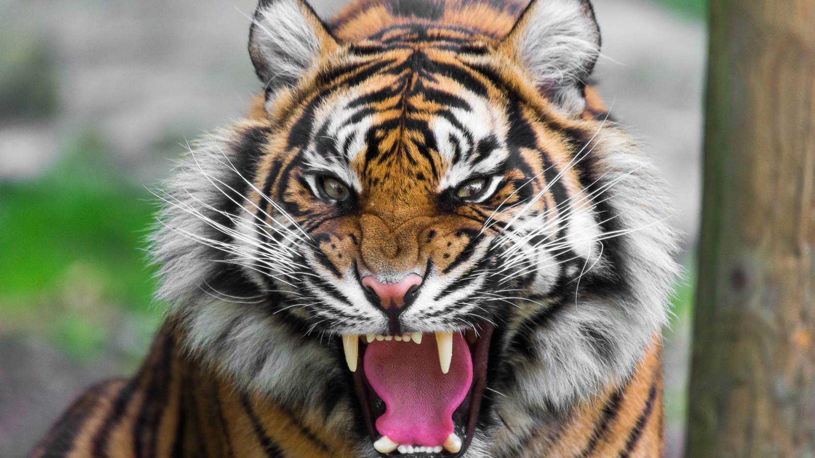 Angry Tiger wallpaper 1600x900