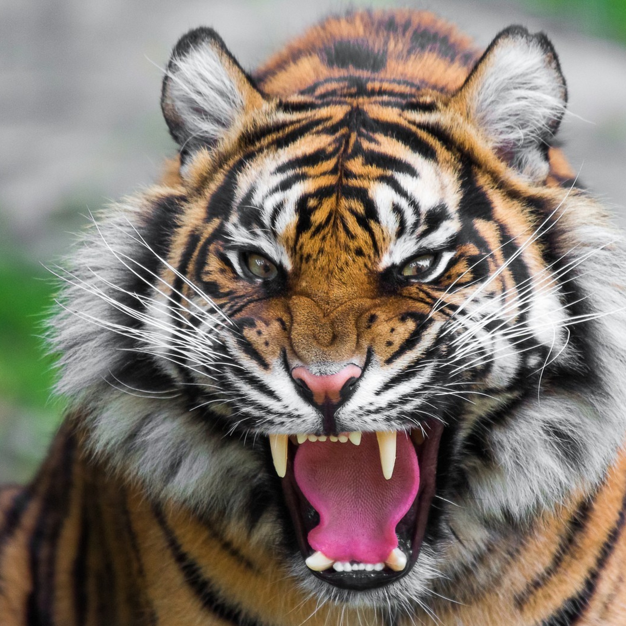 Fondo de pantalla Angry Tiger 2048x2048