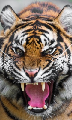 Fondo de pantalla Angry Tiger 240x400
