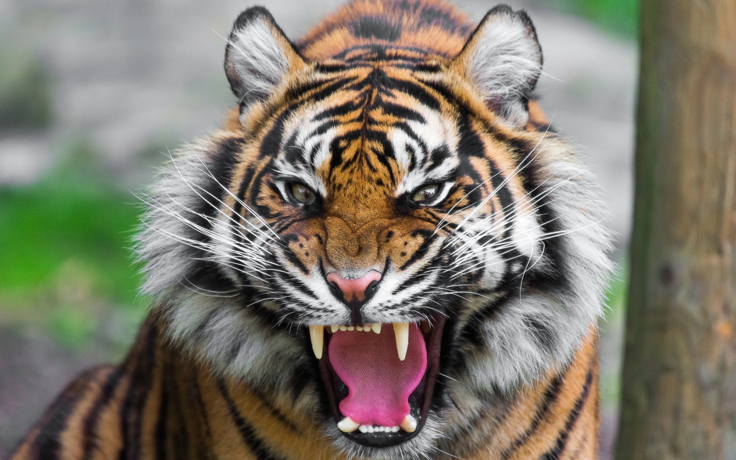 Screenshot №1 pro téma Angry Tiger 2560x1600