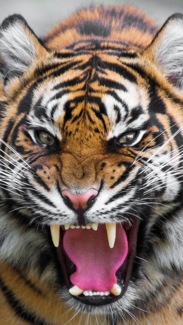 Fondo de pantalla Angry Tiger 360x640