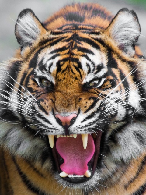 Обои Angry Tiger 480x640