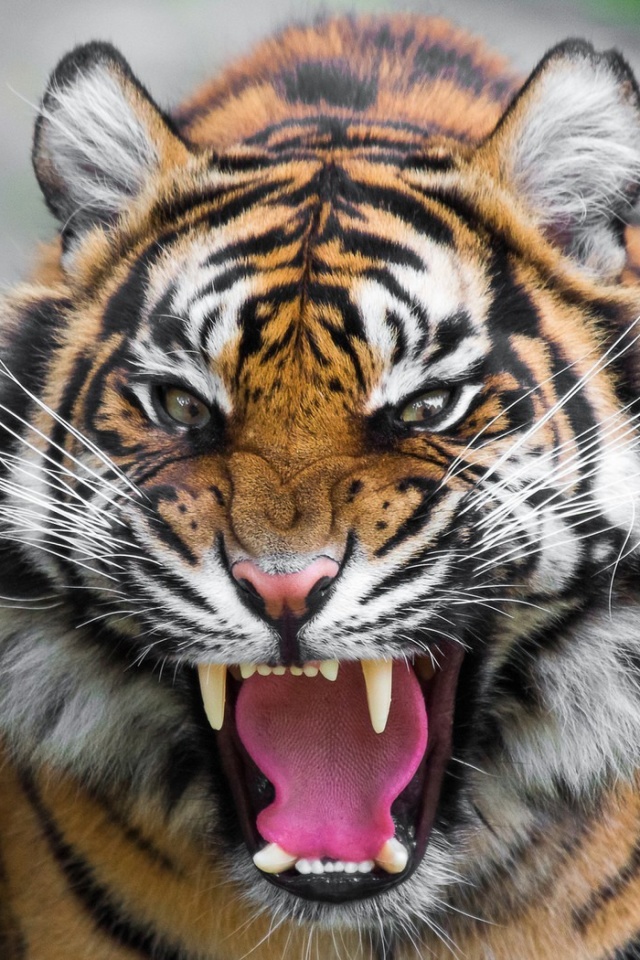 Das Angry Tiger Wallpaper 640x960