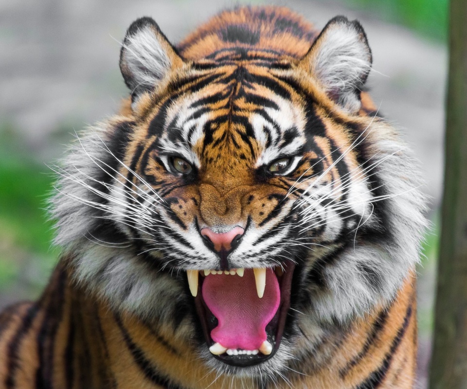 Fondo de pantalla Angry Tiger 960x800
