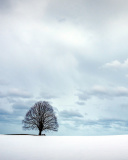 Austria Winter Landscape wallpaper 128x160