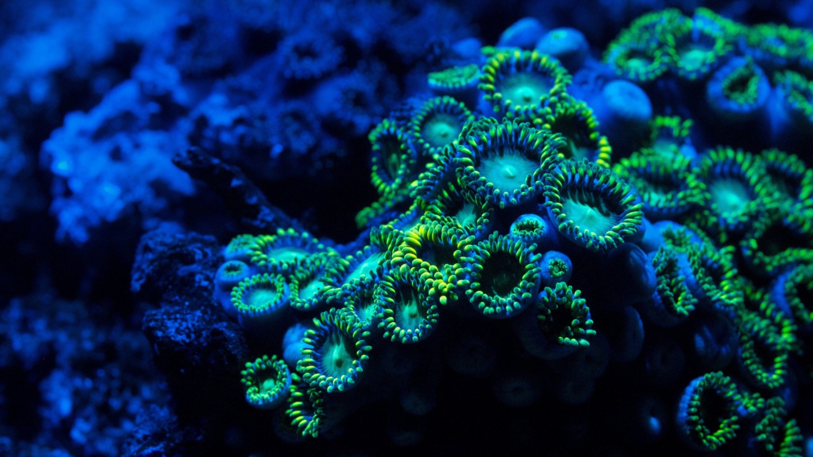 Screenshot №1 pro téma Corals 1600x900
