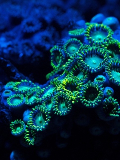 Screenshot №1 pro téma Corals 240x320