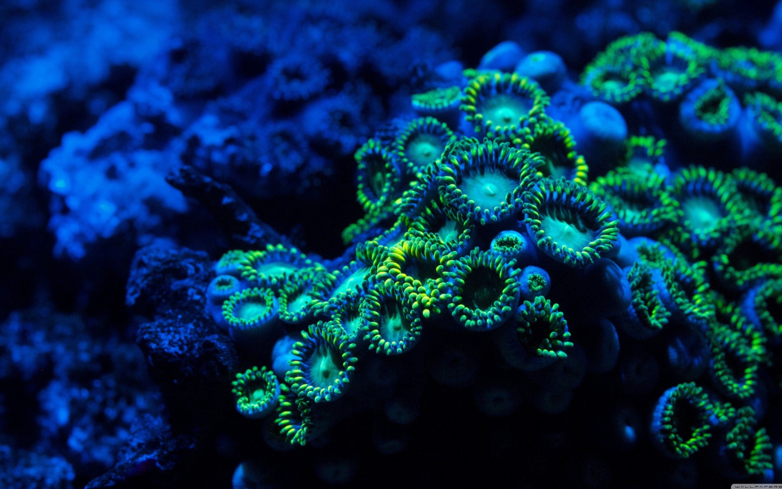 Screenshot №1 pro téma Corals 2560x1600