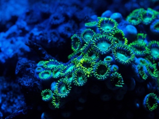 Screenshot №1 pro téma Corals 320x240
