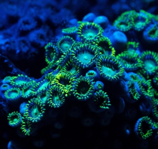 Corals - Obrázkek zdarma pro iPad 2