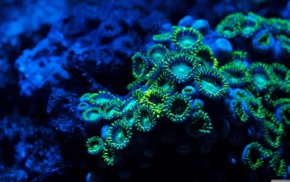 Corals papel de parede para celular 