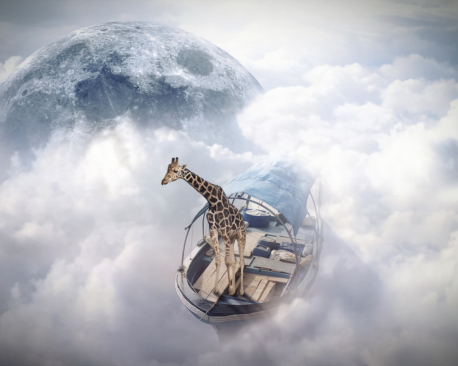 Обои Giraffe Traveler 1600x1280