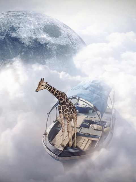 Fondo de pantalla Giraffe Traveler 480x640