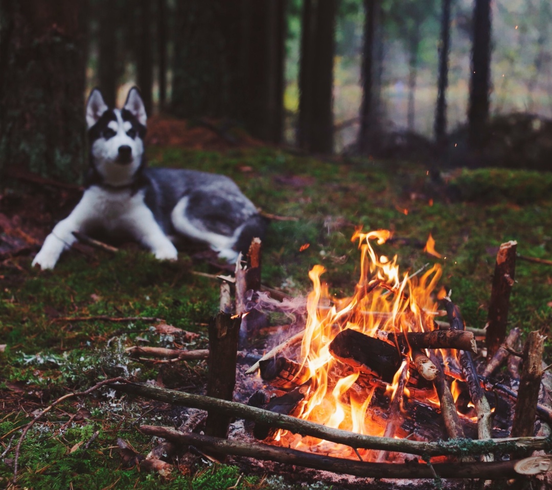 Fondo de pantalla Husky dog and fire 1080x960