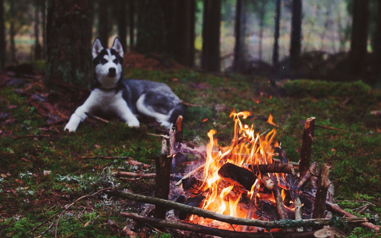 Husky dog and fire wallpaper 1280x800