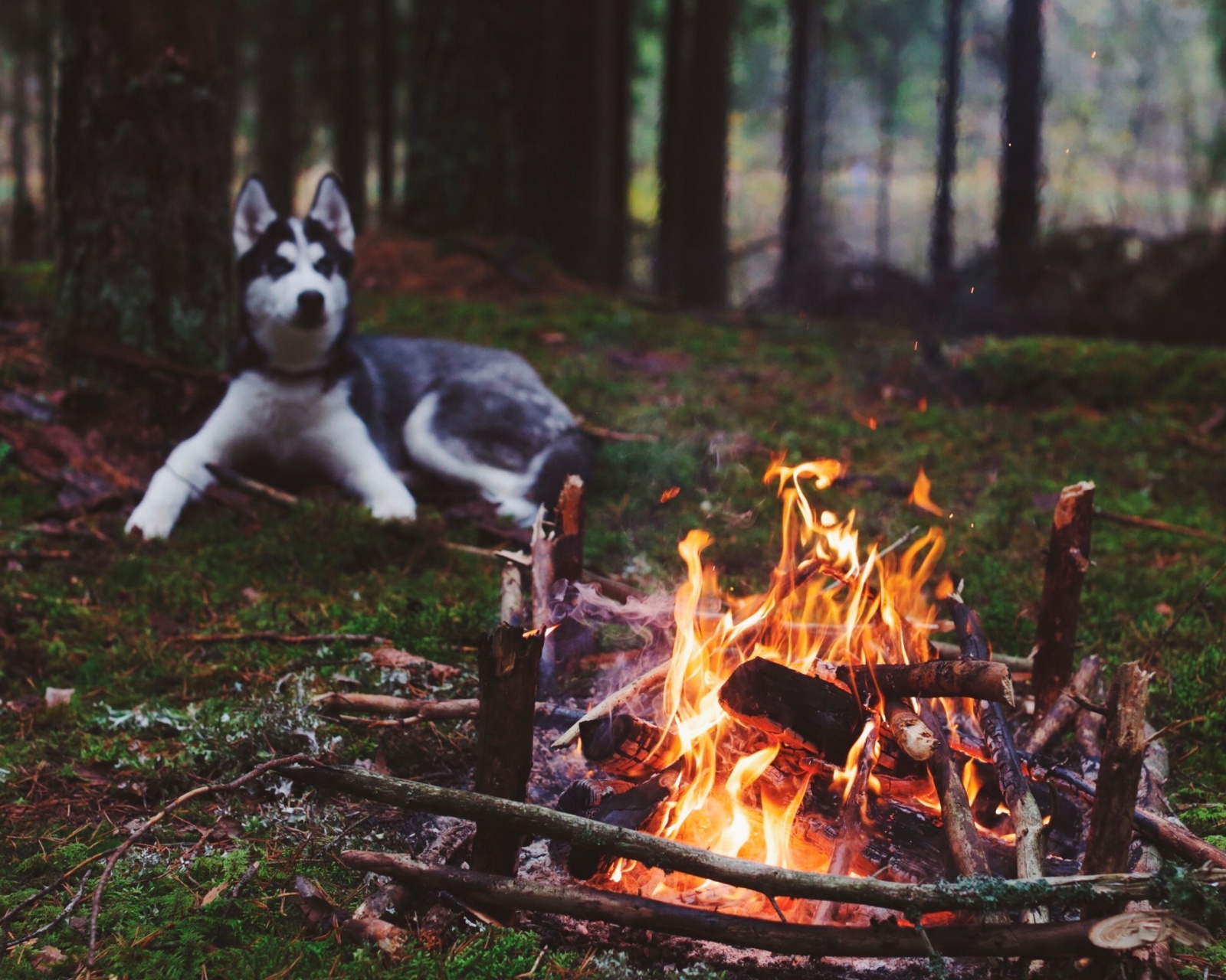 Husky dog and fire screenshot #1 1600x1280
