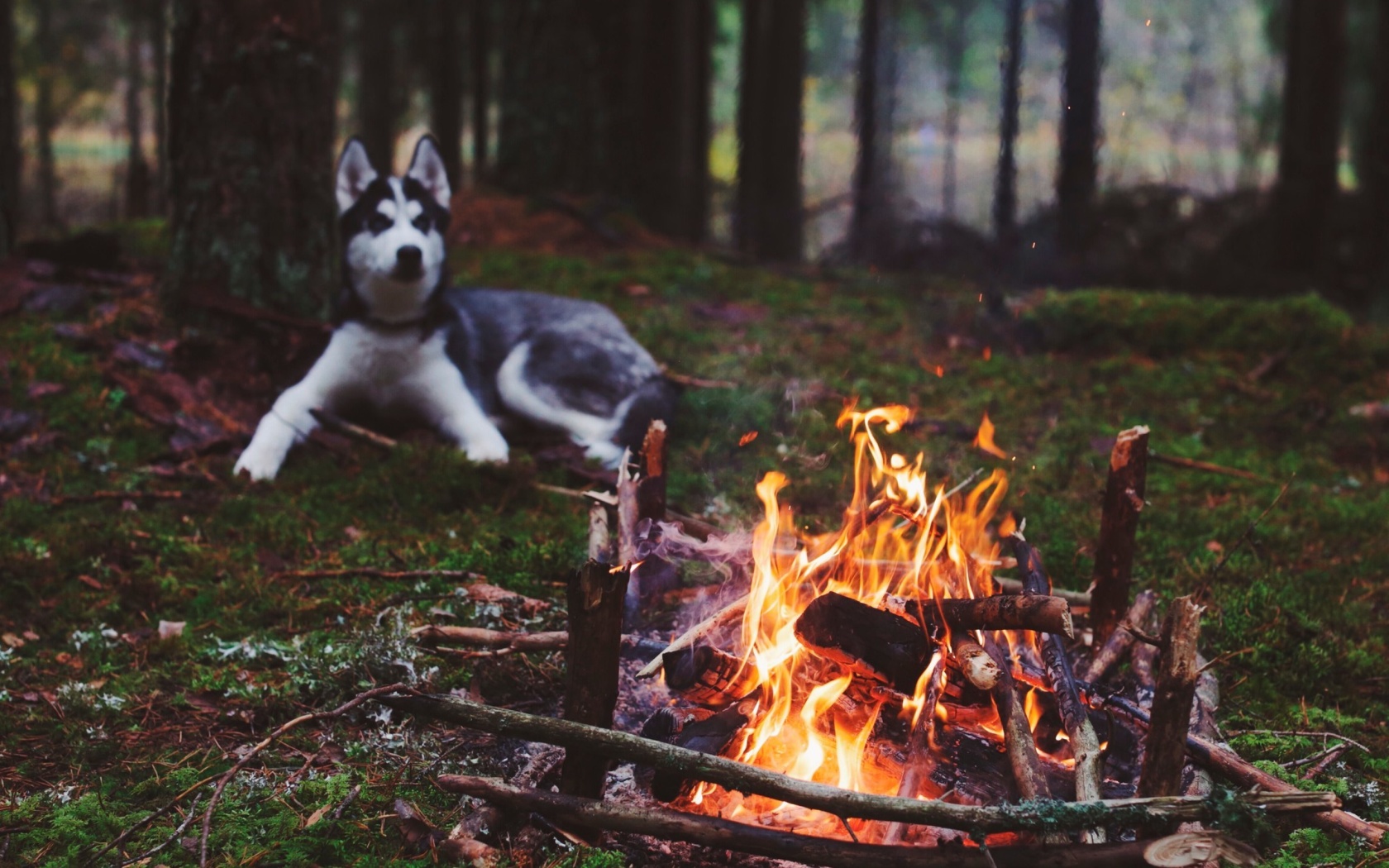 Husky dog and fire wallpaper 1680x1050