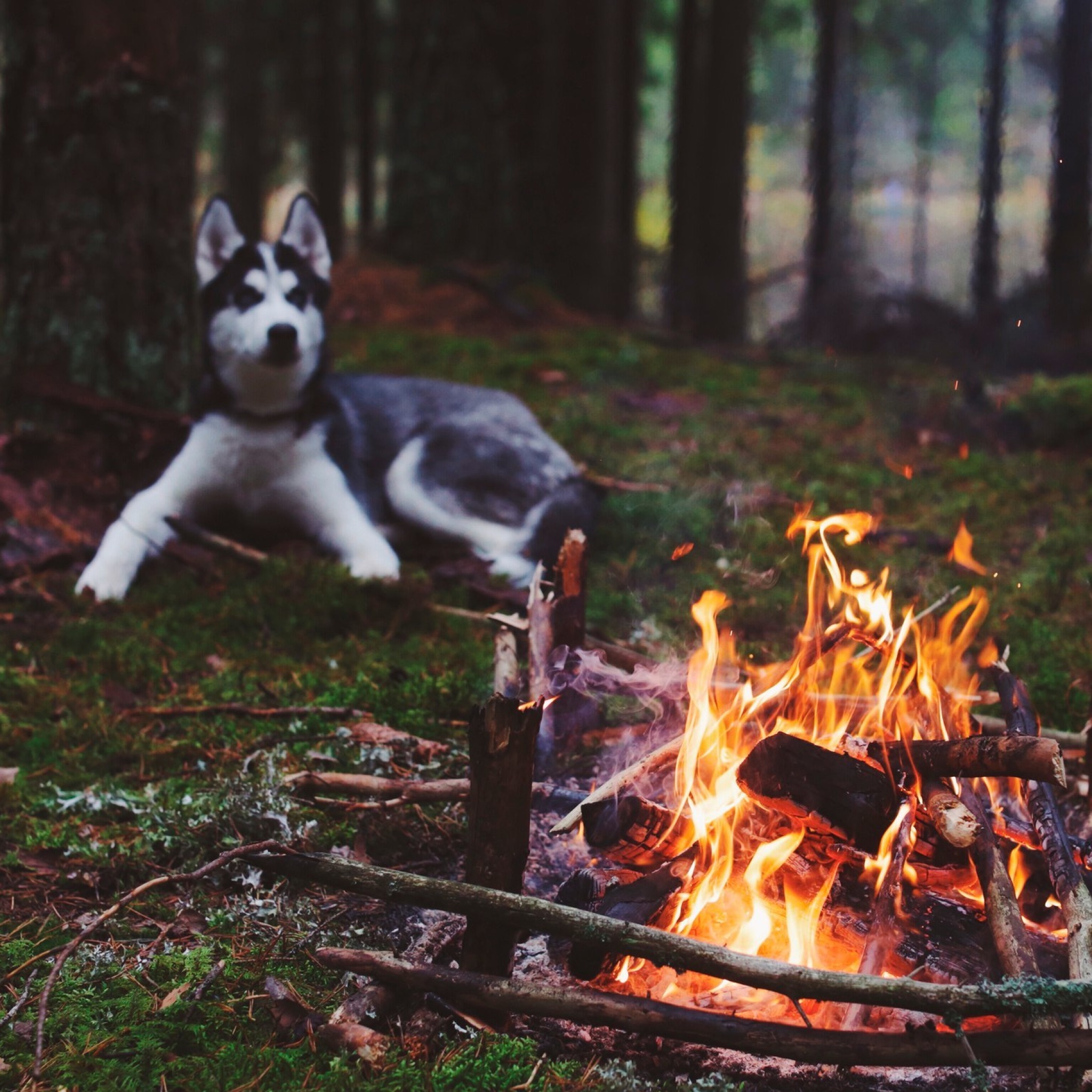 Sfondi Husky dog and fire 2048x2048