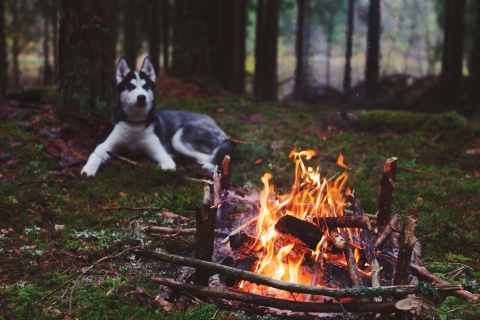 Das Husky dog and fire Wallpaper 480x320