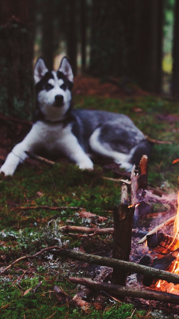 Das Husky dog and fire Wallpaper 750x1334