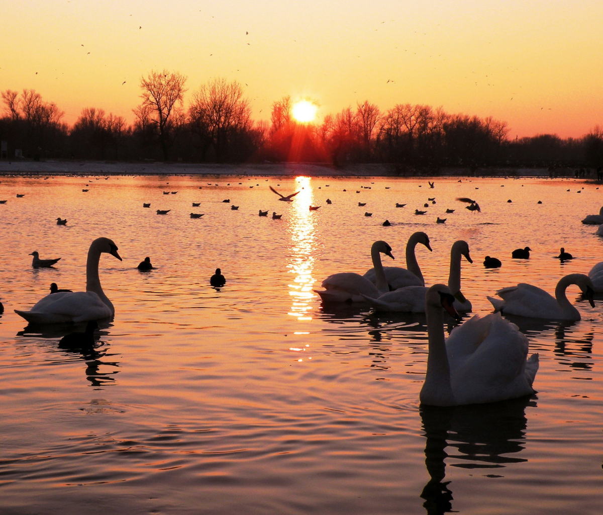 Sfondi Swans On Lake At Sunset 1200x1024