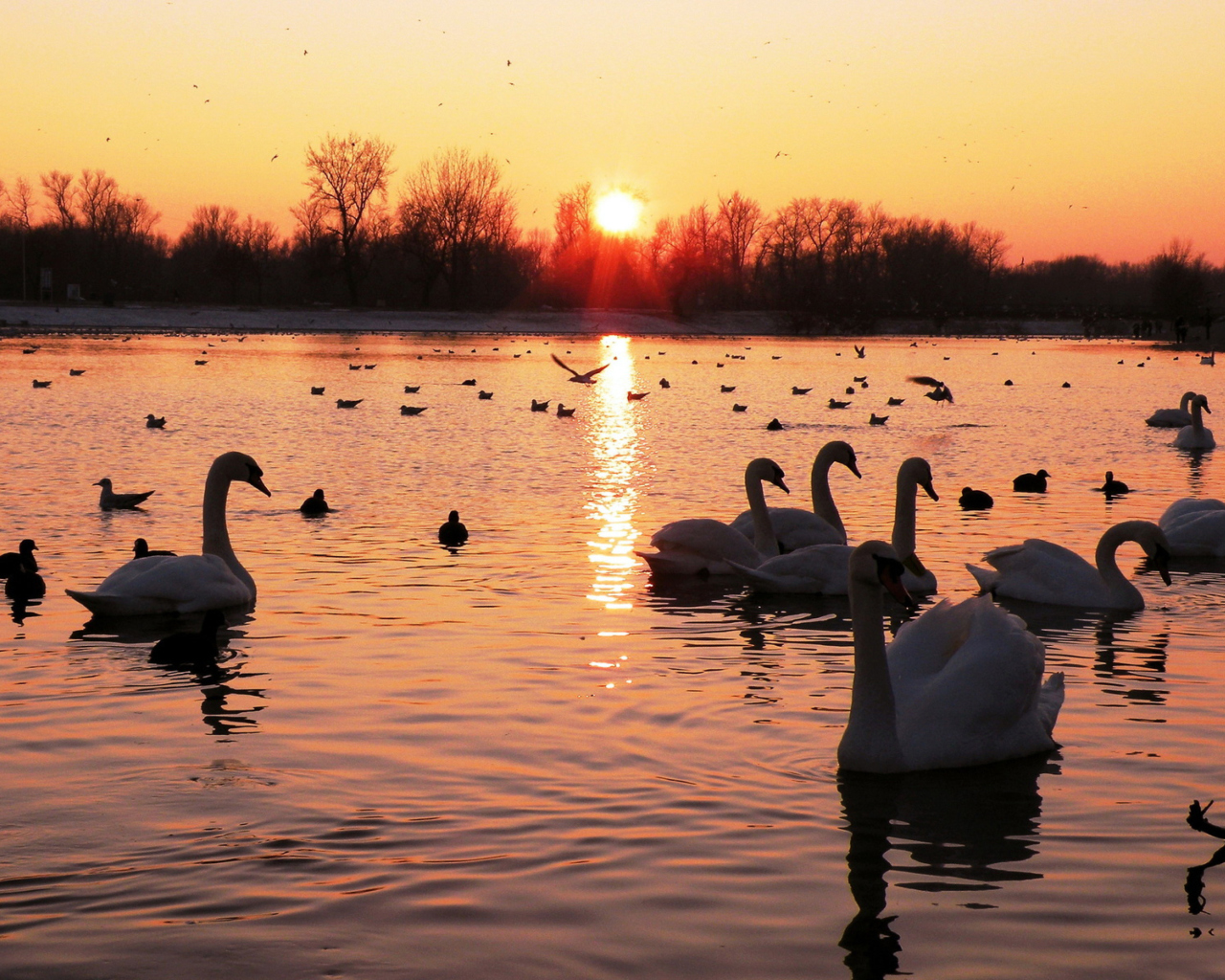 Swans On Lake At Sunset screenshot #1 1280x1024