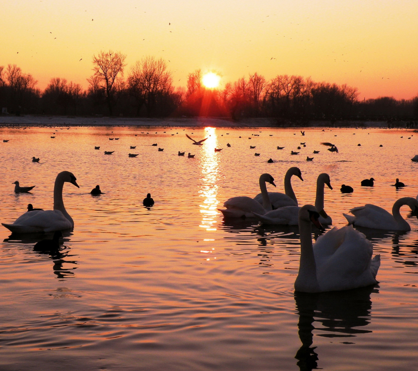 Das Swans On Lake At Sunset Wallpaper 1440x1280