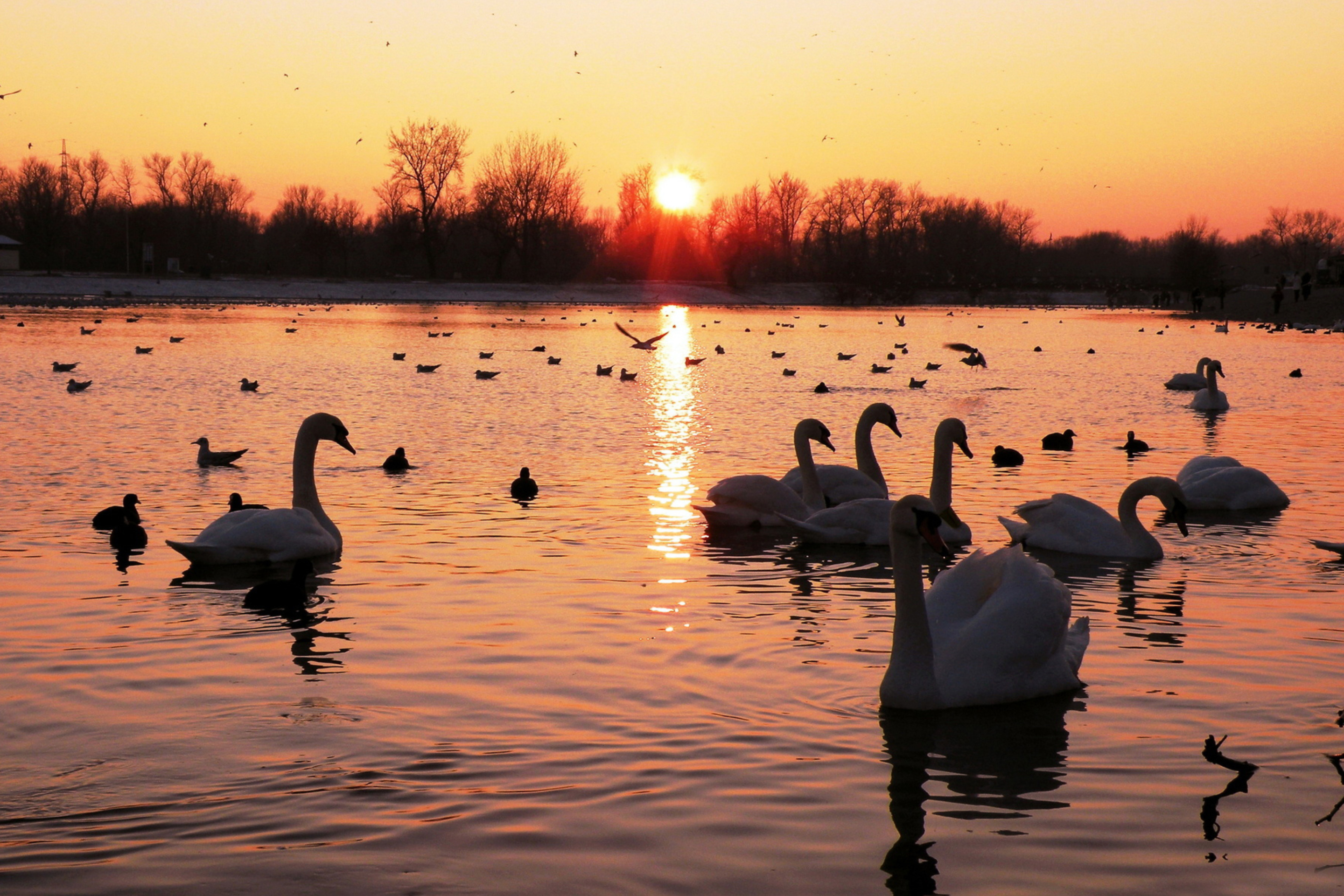 Обои Swans On Lake At Sunset 2880x1920