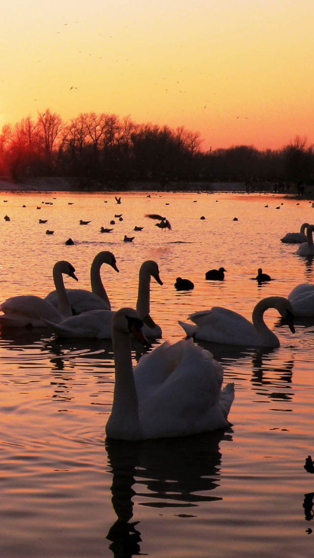 Sfondi Swans On Lake At Sunset 640x1136