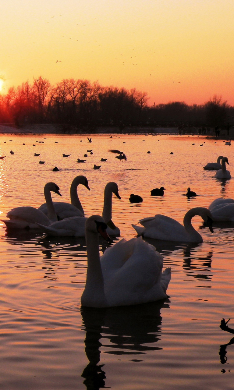 Обои Swans On Lake At Sunset 768x1280