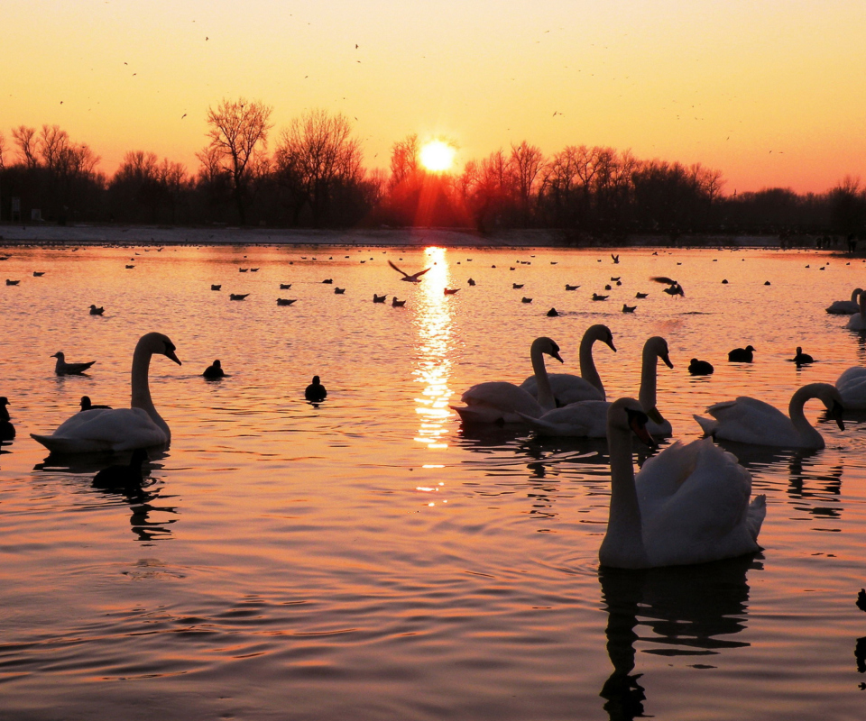 Swans On Lake At Sunset wallpaper 960x800