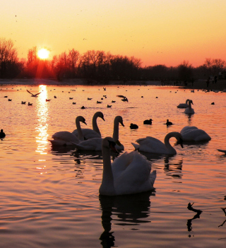 Swans On Lake At Sunset sfondi gratuiti per 2048x2048