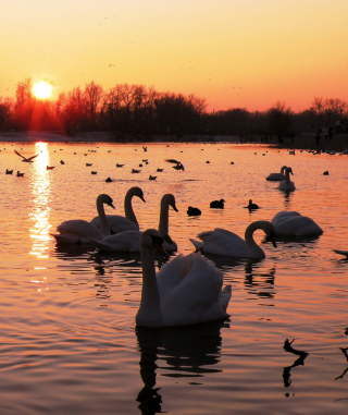 Swans On Lake At Sunset sfondi gratuiti per 640x1136