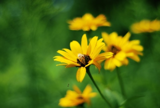 Summer Flowers - Obrázkek zdarma pro HTC Desire 310