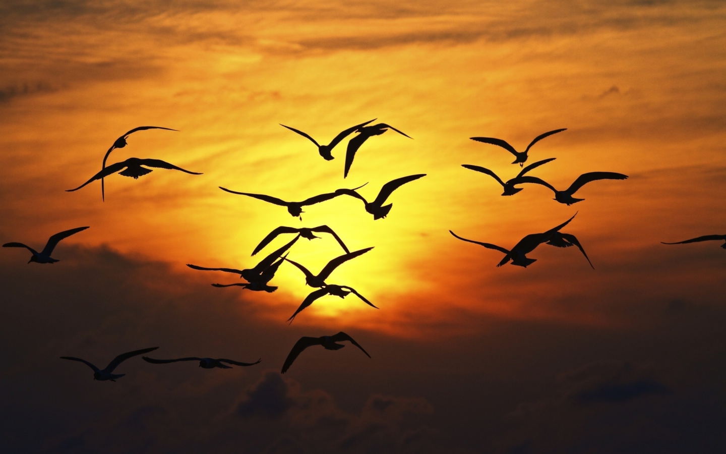 Screenshot №1 pro téma Birds Silhouettes At Sunset 1440x900