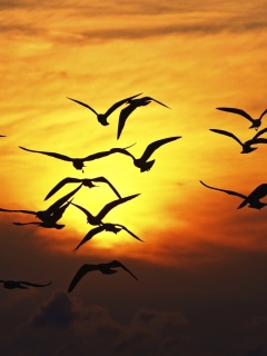 Screenshot №1 pro téma Birds Silhouettes At Sunset 240x320