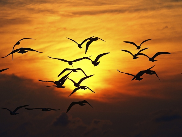 Das Birds Silhouettes At Sunset Wallpaper 640x480