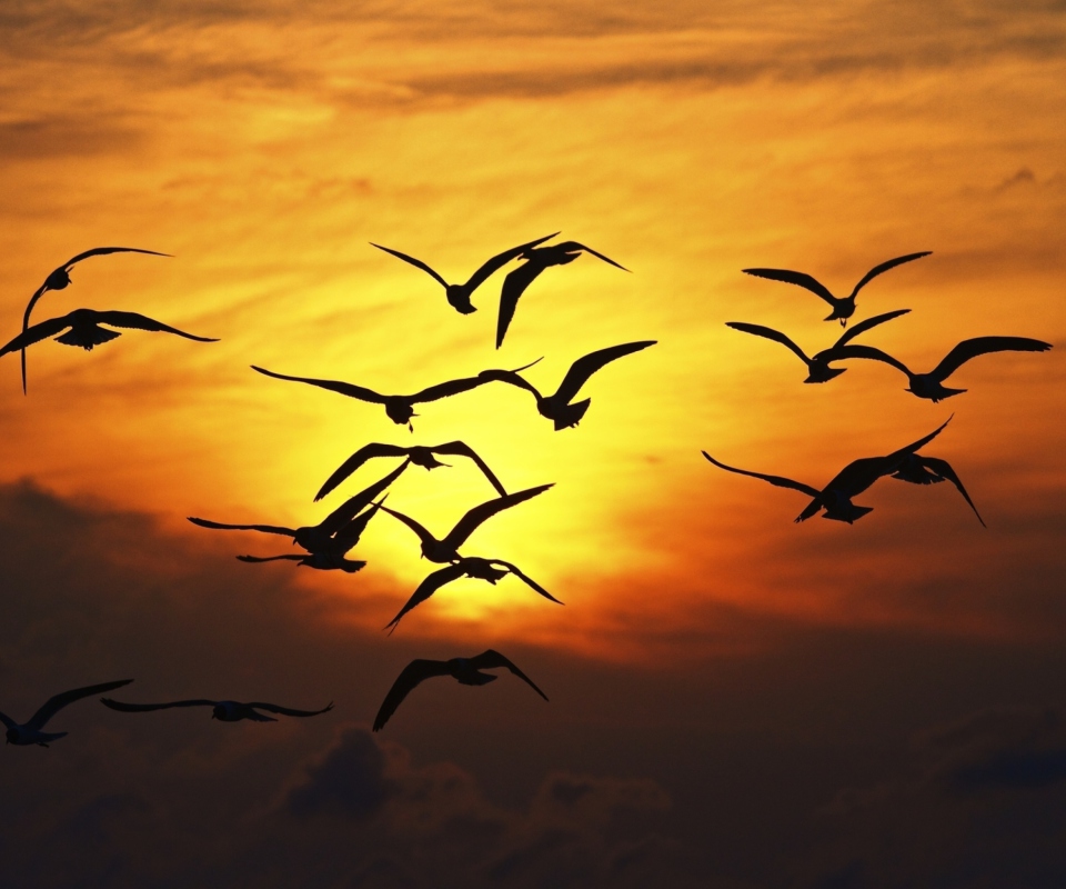 Screenshot №1 pro téma Birds Silhouettes At Sunset 960x800