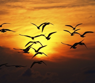 Kostenloses Birds Silhouettes At Sunset Wallpaper für iPad Air