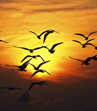 Birds Silhouettes At Sunset - Obrázkek zdarma pro 128x160