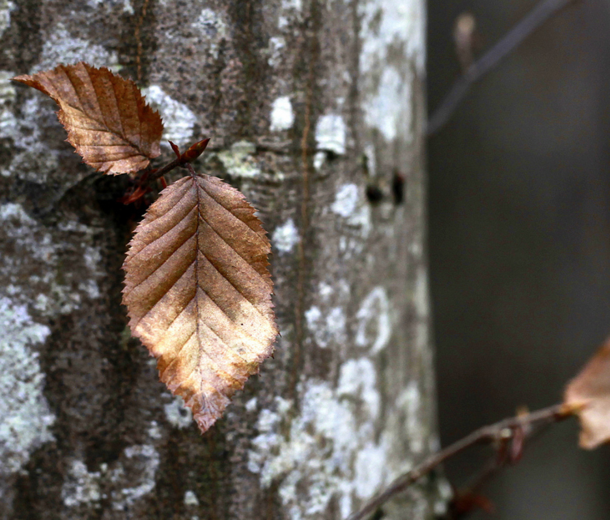 Autumn Leaves wallpaper 1200x1024