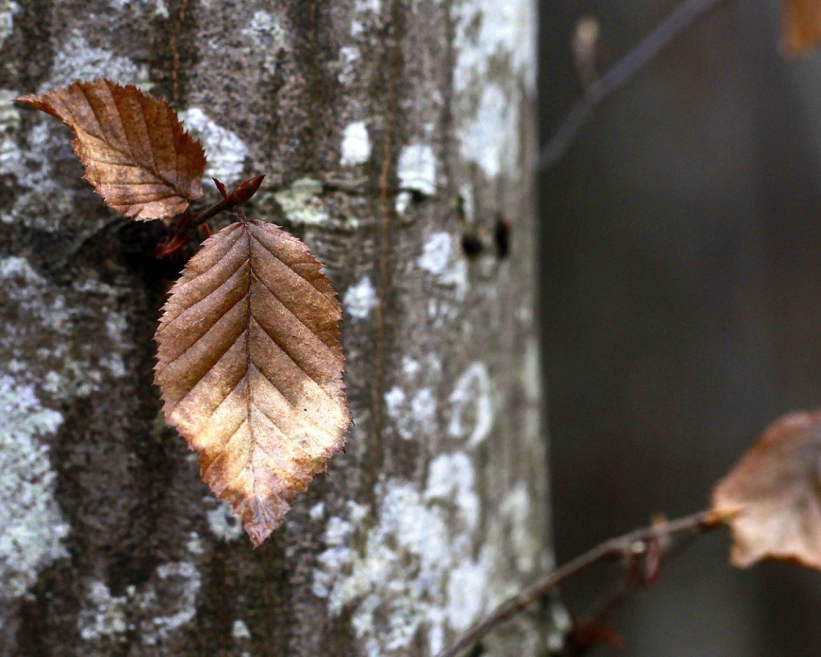 Autumn Leaves wallpaper 1600x1280