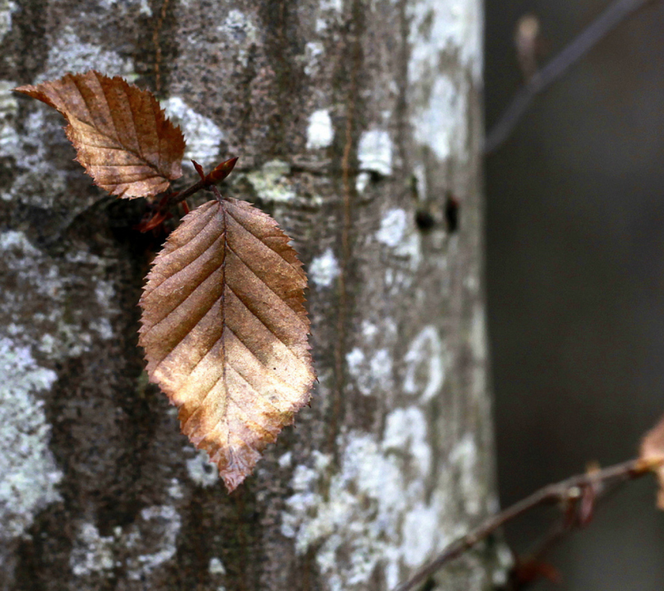 Das Autumn Leaves Wallpaper 960x854