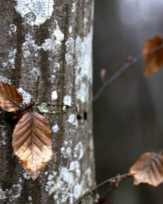 Autumn Leaves - Obrázkek zdarma pro 480x640