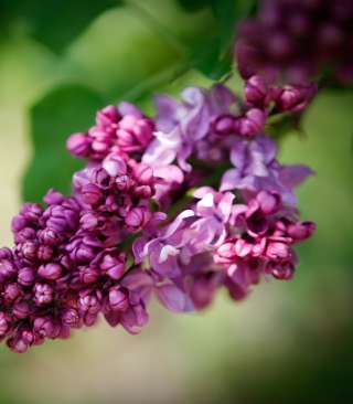 Lilac - Obrázkek zdarma pro iPhone 4S