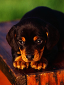 Sfondi Cute Innocent Looking Puppy HD 132x176