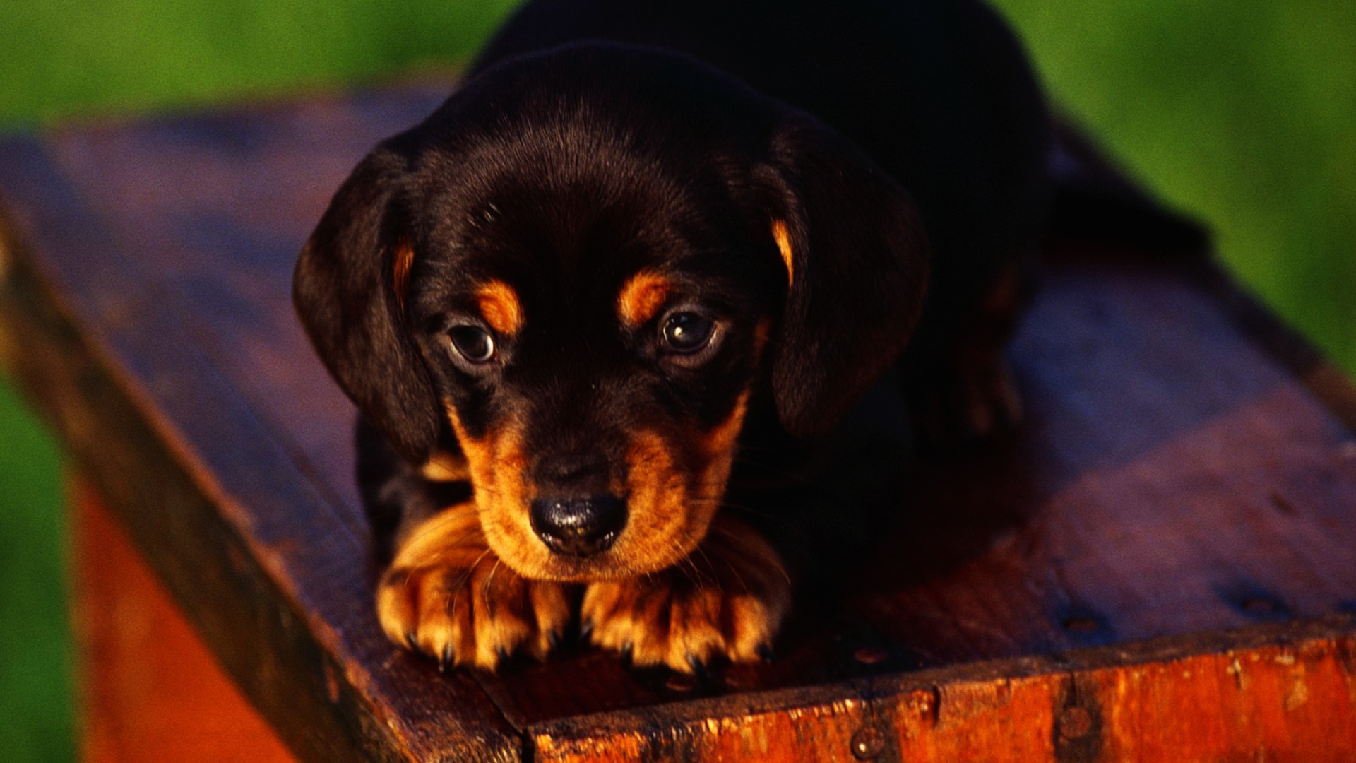 Fondo de pantalla Cute Innocent Looking Puppy HD 1920x1080