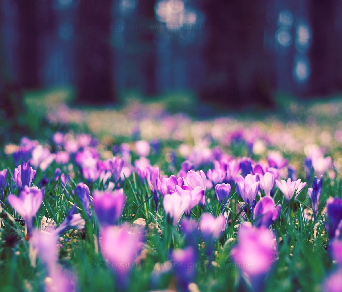 Spring Flower Park screenshot #1 1200x1024