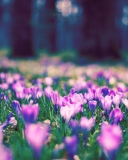 Spring Flower Park screenshot #1 128x160